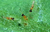 Three Fairyfly parasitoid wasps (Anagrus atomus) ovipositing in the eggs of Tomato leafhopper (Hauptidia maroccana), England, UK.