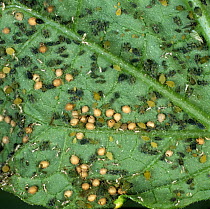 Cotton aphids (Aphis gossypii) on a leaf, with several parasitised and mummified by Parasitoid wasp (Aphidius spp.) and some with exit holes of adult wasps, England, UK.