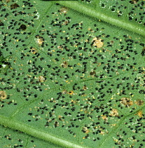 Glasshouse whitefly (Trialeurodes vaporariorum) black larvae have been parasitised by Parasitoid wasp (Encarsia formosa), used as biological pest control in protected crops. England, UK.