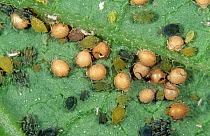 Cotton aphids (Aphis gossypii) with several parasitised and mummified by Parasitoid wasp (Aphidius spp.) and some with exit holes of adult wasps, England, UK.