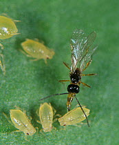 Parasitoid wasp (Aphidius sp.) female, ovipositing in a Peach potato aphid (Myzus persicae), used for biological control in crops, England, UK.