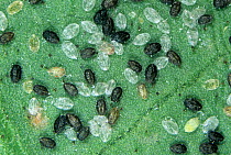 Glasshouse whitefly (Trialeurodes vaporariorum) larvae, black larvae have been parasitised by Parasitoid wasp (Encarsia formosa), used as biological pest control in protected crops. England, UK.