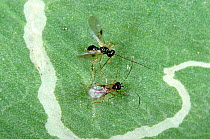 Two Parasitic wasps (Dacnusa sibirica) female, on a leaf,  used for commercial pest control of Leafminers in protected crops, England, UK.