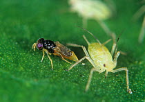 Parasitoid wasp (Aphelinus abdominalis) female, ovipositing in immature Potato aphid (Macrosiphum euphorbiae), England, UK.