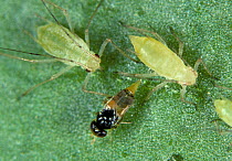 Parasitoid wasp (Aphelinus abdominalis) female, ovipositing in immature Potato aphid (Macrosiphum euphorbiae), England, UK.