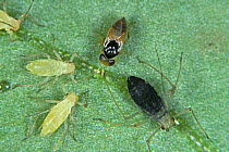 Parasitoid wasp (Aphelinus abdominalis) with healthy and parasitised (black) Potato aphids (Macrosiphum euphorbiae), England, UK.