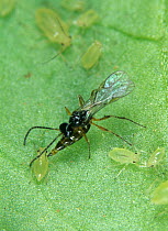 Parasitoid wasp (Aphidius colemani) female, laying eggs through extended ovipositor in Peach potato aphid (Myzus persicae) pest host, England, UK.