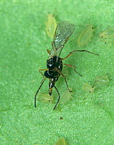 Parasitoid wasp (Aphidius colemani) female, laying eggs through extended ovipositor in Peach potato aphid (Myzus persicae) pest host, England, UK.