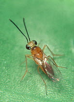 Encyrtid wasp (Leptomastix dactylopii) adult parasitoid wasp, a parasite of Mealybug pests used in biological control for protected crops, England, UK.
