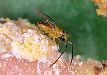 Encyrtid wasp (Leptomastix dactylopii) adult parasitoid wasp, a parasite of Mealybug pests, used in biological control for protected crops, England, UK.