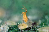 Parasitoid wasp (Eretmocerus californicus), parasite of Whitefly, used in biological control of these pests in protected crops, England, UK.