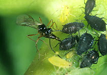 Parasitoid wasp (Aphidius ervi) female, laying eggs with extended ovipositor in Black bean aphid (Aphis fabae) host pest, England, UK.