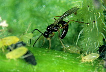 Parasitoid wasp (Aphidius ervi) female, laying eggs with extended ovipositor in aphid host pest, England, UK.
