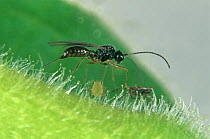 Parasitoid wasp (Praon myzophagum) on leaf next to Aphid (Aphidoidea) host, wasp parasite used in biological control in protected crops, England, UK.