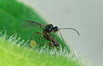 Parasitoid wasp (Praon myzophagum) female, with ovipositor extended, laying eggs in Aphid (Aphidoidea) pest. Biological control in protected crops, England, UK.