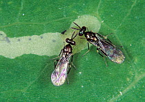Two Parasitoid wasps (Diglyphus isaea) with a Leafminer larva in a leaf gallery, adult wasps used for biological pest control, England, UK.
