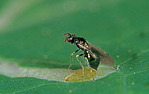Parasitoid wasp (Diglyphus isaea) female, ovipositing in a Leafminer larva, adult wasps used for biological pest control, England, UK.