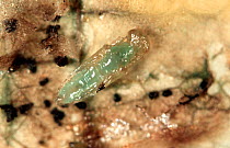 Parasitoid wasp (Diglyphus isaea) pupa, in a leaf mine after it has parasitised a Leafminer larva, used as biological pest control, England, UK.