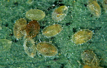 Glasshouse whitefly scales (Trialeurodes vaporariorum) and pupae parasitised by Parasitoid wasp (Eretmocerus eremicus), a biological pest control, England, UK.
