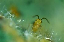 Parasitoid wasp (Eretmocerus eremicus) among Glasshouse whitefly (Trialeurodes vaporariorum) scales, used as biological pest control, England, UK.