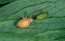 Mummified Pea aphid (Acyrthosiphon pisum) parasitised by a Parasitoid wasp (Aphidius ervi) next to a healthy adult aphid on leaf, England, UK.
