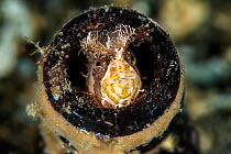 Mosshead warbonnet (Chirolophis nugator) peering out from its home in an old glass bottle, Port Hardy, Vancouver Island, British Columbia, Canada, Queen Charlotte Strait, Pacific Ocean.