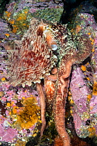 Giant Pacific octopus (Octopus dofleini) hunting on a reef, Browning Pass, Vancouver Island, British Columbia, Canada, Queen Charlotte Strait, Pacific Ocean.