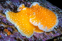 Orange peel nudibranch (Tochuina tetraquetra) portrait, Browning Pass, Vancouver Island, British Columbia, Canada, Queen Charlotte Strait, Pacific Ocean.
