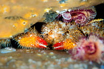 Spiny lithode crab (Acantholithodes hispidus) portrait, Browning Pass, Vancouver Island, British Columbia, Canada, Queen Charlotte Strait, Pacific Ocean.