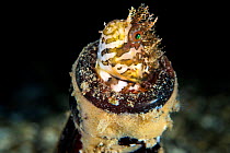 Mosshead warbonnet (Chirolophis nugator) peering out from its home in an old glass bottle on the seabed, Port Hardy, Vancouver Island, British Columbia, Canada, Queen Charlotte Strait, Pacific Ocean.