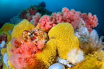 Red Irish lord (Hemilepidotus hemilepidotus) camouflaged amongst Red soft coral (Eunephthya rubiformis) and Yellow encrusting sponges (Myxilla lacunosa) with White plumose anemones (Metridium senile)...