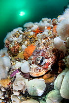 Red Irish lord (Hemilepidotus hemilepidotus) camouflaged on reef with White short plumose anemones (Metridium senile), Browning Pass, Vancouver Island, British Columbia, Canada, Queen Charlotte Strait...