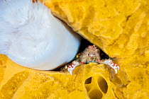 Sharpnose crab (Scyra acutifrons) feeding on passing particles, whilst hiding in a gap between a White short plumose anemone (Metridium senile) and a Yellow encrusting sponge (Myxilla lacunosa), Brown...