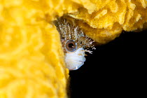 Mosshead warbonnet (Chirolophis nugator) peering out from hole in a Yellow encrusting sponge (Myxilla lacunosa), Browning Pass, Vancouver Island, British Columbia, Canada, Queen Charlotte Strait, Paci...