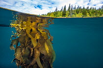 Split level view of Bull kelp (Nereocystis luetkeana) growing up to the surface with temperate rainforest behind, Port Hardy, Vancouver Island, British Columbia, Canada, Queen Charlotte Strait, Pacifi...