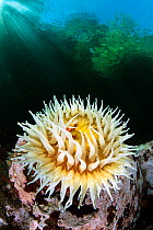 Fish-eating anemone (Urticina piscivora) in shallow water beneath forest and with sunbeams, Browning Pass, Vancouver Island, British Columbia, Canada, Queen Charlotte Strait, Pacific Ocean.