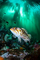 Copper rockfish (Sebastes caurinus) swimming through a kelp forest (Nereocystis luetkeana), Browning Pass, Vancouver Island, British Columbia, Canada, Queen Charlotte Strait, Pacific Ocean.