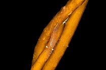 Stiletto shrimp (Heptacarpus stylus) crawling down the twisted stipes of Bull kelp (Nereocystis luetkeana), Browning Pass, Vancouver Island, British Columbia, Canada, Queen Charlotte Strait, Pacific O...