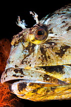 Marbled sculpin (Scorpaenichthys marmoratus) head portrait, Browning Pass, Vancouver Island, British Columbia, Canada, Queen Charlotte Strait, Pacific Ocean.