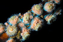Proliferating anemone (Epiactis prolifera) colony, with juvenile anemones being brooded on the skirts of adults, Browning Pass, Vancouver Island, British Columbia, Canada, Queen Charlotte Strait, Paci...
