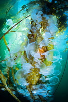 A huge, seasonal gathering of Hooded nudibranchs (Melibe leonina) on Bull kelp (Nereocystis luetkeana) in a sheltered bay, Browning Pass, Vancouver Island, British Columbia, Canada, Queen Charlotte St...