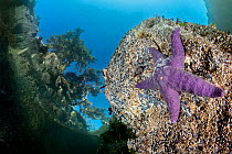Purple sea star (Pisaster ochraceus) resting on a barnacle covered rock, beneath pine trees, Browning Pass, Vancouver Island, British Columbia, Canada, Queen Charlotte Strait, Pacific Ocean.