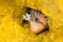 Decorated warbonnet (Chirolophis decoratus) peering out from hole in a Yellow encrusting sponge (Myxilla lacunosa), Browning Pass, Vancouver Island, British Columbia, Canada, Queen Charlotte Strait, P...