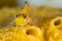 Blackeye goby (Coryphopterus nicholsii) camouflaged on a Yellow encrusting sponge (Myxilla lacunosa), Browning Pass, Vancouver Island, British Columbia, Canada, Queen Charlotte Strait, Pacific Ocean.