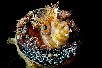 Mosshead warbonnet (Chirolophis nugator) peering out from its home in an old glass bottle, Vancouver Island, British Columbia, Canada, Queen Charlotte Strait, Pacific Ocean.