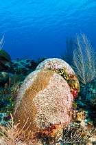 Symmeterical brain coral (Diploria strigosa) infected with Stony coral tissue loss disease (SCTLD), after treatment with antibiotics and the central part of the coral was saved, Grand Cayman, Cayman I...