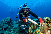 Scuba diver treating coral colonies infected with Stony Coral Tissue Loss Disease (SCTLD) with antibiotic paste (amoxicillin) from a syringe. This is following NOAA, AGRRA protocols, and in collaborat...