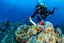 Scuba diver treating coral colonies infected with Stony Coral Tissue Loss Disease (SCTLD) with antibiotic paste (amoxicillin) from a syringe. This is following NOAA, AGRRA protocols, and in collaborat...