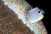 Foureye butterflyfish (Chaetodon capistratus) feeding on Boulder brain coral (Colpophyllia natans) on a reef. This coral is infected with Stony coral tissue loss disease (SCTLD) and the butterflyfish...