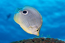 Foureye butterflyfish (Chaetodon capistratus) feeding on Boulder brain coral (Colpophyllia natans) on a reef. This coral is infected with Stony coral tissue loss disease (SCTLD) and the butterflyfish...